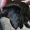 Common musk turtle