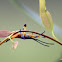 Eucalyptus Tip Bug
