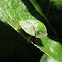 Thistle Tortoise Beetle