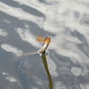 Red Dragonfly