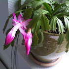 Schlumbergera
