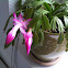 Schlumbergera