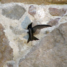 Vencejos/Common Swift