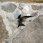 Vencejos/Common Swift