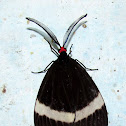 Zygaenidae