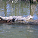 American Alligator