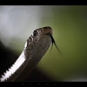 rat snake