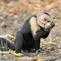 White-faced Monkey