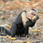 White-faced Monkey