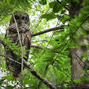 Barred Owl