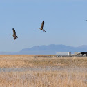 Canada Goose