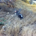 striped skunk