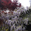 Wisteria