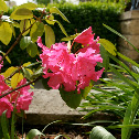 Azalea
