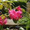 Azalea