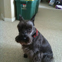 Miniature Schnauzer