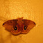 Io Moth