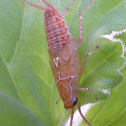 Balta cockroach