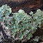 Punctelia borreri