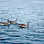 Canadian Geese