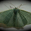 Emerald Moth