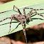 Dark Fishing Spider