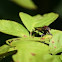 Robber Fly