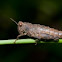 Wingless Grasshopper 