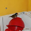 Orange billed sparrow