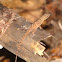 Anole