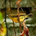 Sunbird