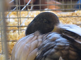 IMG_1536.JPG