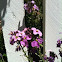 Phlox