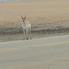Pronghorn antelope