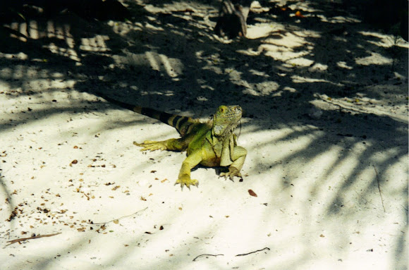 Spotting Image 1
