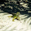 Iguana verde