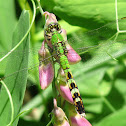 Eastern Pondhawk, female