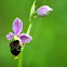 Ophrys apifera