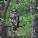 Barred Owl