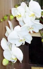 Spotting Image 1