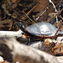 Eastern Painted Turtle