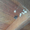 button spider