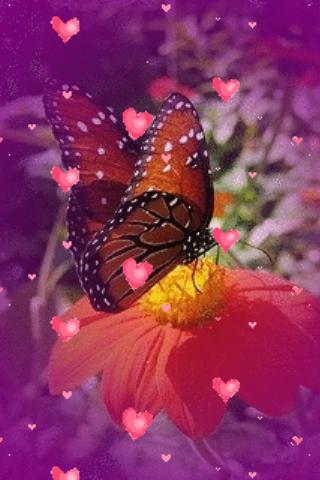 Butterfly Flower Hearts Live W