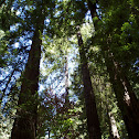 Redwood/ Sequoia