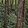 Nearby Woods