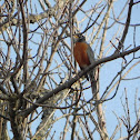 American Robin