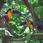 Tucano-de-bico-preto