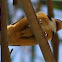 Eastern Spinebill