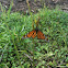 Wanderer or Monarch Butterfly