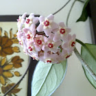 Hoya